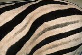 Plains zebra striped coloration confuses predators. skin,colour,colouration,pattern,patterned,patterns,hide,hind,fashion,trade,black and white,Equus burchelli,Burchell's zebra,striped,stripes,herbivores,herbivore,vertebrate,mammal,mammals,terrestrial,A