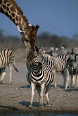 Plains zebra with giraffe giraffe,Giraffa camelopardalis,giraffa,friends,Equus burchelli,Burchell's zebra,striped,stripes,herbivores,herbivore,vertebrate,mammal,mammals,terrestrial,Africa,African,savanna,savannah,safari,zebra,