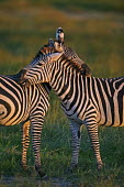 Plains zebra engage in mutual grooming. Equus burchelli,Burchell's zebra,striped,stripes,herbivores,herbivore,vertebrate,mammal,mammals,terrestrial,Africa,African,savanna,savannah,safari,zebra,wild horse,horse,horses,equid,equine,Plains zeb