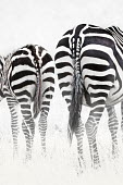 Black and white, plains zebra with foal. black and white,rear,hind,backside,bum,rump,bums,tail,tails,mother and foal,foal,mother and calf,Equus burchelli,Burchell's zebra,striped,stripes,herbivores,herbivore,vertebrate,mammal,mammals,terrest