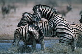 Plains zebra stallions fighting. stallion,stallions,male,fight,fighting,rival,rivalry,kick,kicking,water hole,watering hole,Equus burchelli,Burchell's zebra,striped,stripes,herbivores,herbivore,vertebrate,mammal,mammals,terrestrial,A