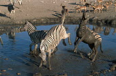 Plains zebra stallions fighting. stallion,stallions,male,fight,fighting,rival,rivalry,kick,kicking,water hole,watering hole,mud,muddy,Equus burchelli,Burchell's zebra,striped,stripes,herbivores,herbivore,vertebrate,mammal,mammals,ter