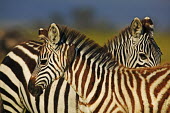 Plains zebra with red billed oxpeckers that comb the animal for ticks and other parasites. oxpecker,Buphagus erythrorhynchus,bird,birds,birdlife,Equus burchelli,Burchell's zebra,striped,stripes,herbivores,herbivore,vertebrate,mammal,mammals,terrestrial,Africa,African,savanna,savannah,safari