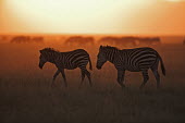 Plains zebra silhouette against sunrise. sunrise,dawn,daybreak,silhouette,morning,orange,fade,brown,sun,sunlight,horizon,negative space,Equus burchelli,Burchell's zebra,striped,stripes,herbivores,herbivore,vertebrate,mammal,mammals,terrestri