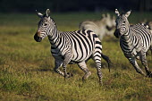 Plains zebra stallion chases a female. Equus burchelli,Burchell's zebra,striped,stripes,herbivores,herbivore,vertebrate,mammal,mammals,terrestrial,Africa,African,savanna,savannah,safari,zebra,wild horse,horse,horses,equid,equine,Plains zeb