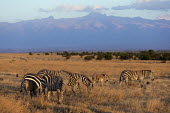 Plains zebra grazing with Mount Kenya in the background. Martin Harvey Equus burchelli,Burchell's zebra,striped,stripes,herbivores,herbivore,vertebrate,mammal,mammals,terrestrial,Africa,African,savanna,savannah,safari,zebra,wild horse,horse,horses,equid,equine,sunrise,dawn,herd,group,graze,grazers,grazing,Plains zebra,Equus quagga,Herbivores,Chordates,Chordata,Perissodactyla,Odd-toed Ungulates,Equidae,Horses, Donkeys, Zebras,Mammalia,Mammals,Least Concern,quagga,Streams and rivers,Ponds and lakes,Equus,Terrestrial,Savannah,Herbivorous,Temporary water,Animalia,IUCN Red List,Near Threatened