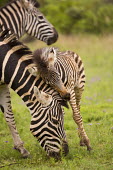 Plains zebra mother and foal. mother and foal,foal,mother and calf,baby,juvenile,young,cuddle,nuzzle,mother,motherhood,parent,Equus burchelli,Burchell's zebra,striped,stripes,herbivores,herbivore,vertebrate,mammal,mammals,terrestr