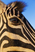 Close-up of a plains zebra eye. Equus burchelli,Burchell's zebra,striped,stripes,herbivores,herbivore,vertebrate,mammal,mammals,terrestrial,Africa,African,savanna,savannah,safari,zebra,wild horse,horse,horses,equid,equine,face,shall