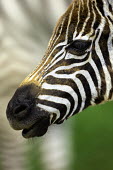 Close-up of a plains zebra face. Equus burchelli,Burchell's zebra,striped,stripes,herbivores,herbivore,vertebrate,mammal,mammals,terrestrial,Africa,African,savanna,savannah,safari,zebra,wild horse,horse,horses,equid,equine,face,shall