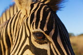 Close-up of a plains zebra eye. Equus burchelli,Burchell's zebra,striped,stripes,herbivores,herbivore,vertebrate,mammal,mammals,terrestrial,Africa,African,savanna,savannah,safari,zebra,wild horse,horse,horses,equid,equine,Plains zeb