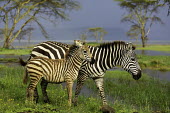 Adult plains zebra with foal. foal,mother and foal,mother and calf,wetland,flooded plain,juvenile,young,Equus burchelli,Burchell's zebra,striped,stripes,herbivores,herbivore,vertebrate,mammal,mammals,terrestrial,Africa,African,sav