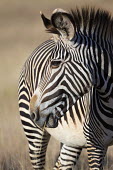 Grevy's zebra grazing. striped,stripes,herbivores,herbivore,vertebrate,mammal,mammals,terrestrial,Africa,African,savanna,savannah,safari,zebra,wild horse,horse,horses,equid,equine,pattern,patterns,Grevy's zebra,Equus grevyi