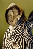 Close up of a Grevy's zebras ear ear,close up,listen,hearing,striped,stripes,herbivores,herbivore,vertebrate,mammal,mammals,terrestrial,Africa,African,savanna,savannah,safari,zebra,wild horse,horse,horses,equid,equine,Grevy's zebra,E
