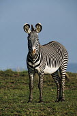 Grevy's zebra side on. striped,stripes,herbivores,herbivore,vertebrate,mammal,mammals,terrestrial,Africa,African,savanna,savannah,safari,zebra,wild horse,horse,horses,equid,equine,pattern,patterns,Grevy's zebra,Equus grevyi
