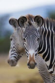 Grevy's zebra with another mirroring in the background. face,reflection,ears,snout,symmetry,symmetrical,striped,stripes,herbivores,herbivore,vertebrate,mammal,mammals,terrestrial,Africa,African,savanna,savannah,safari,zebra,wild horse,horse,horses,equid,eq