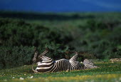 Cape mountain zebra, endemic to mountain regions of The Cape, rolling in the flowers. mountain zebra,rolling,behaviour,happy,relax,relaxed,meadow,buttercup,striped,stripes,herbivores,herbivore,vertebrate,mammal,mammals,terrestrial,Africa,African,savanna,savannah,safari,zebra,wild horse