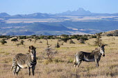 Grevy's zebra with Mount Kenya in the background Martin Harvey striped,stripes,herbivores,herbivore,vertebrate,mammal,mammals,terrestrial,Africa,African,savanna,savannah,safari,zebra,wild horse,horse,horses,equid,equine,pattern,patterns,Grevy's zebra,Equus grevyi,Herbivores,Perissodactyla,Odd-toed Ungulates,Chordates,Chordata,Mammalia,Mammals,Equidae,Horses, Donkeys, Zebras,Appendix I,grevyi,Savannah,Terrestrial,Animalia,Equus,Semi-desert,Herbivorous,Endangered,IUCN Red List