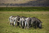 Rear view of a Grevy's zebra rear,bum,bums,backside,rump,hind,negative space,grazing,grazers,striped,stripes,herbivores,herbivore,vertebrate,mammal,mammals,terrestrial,Africa,African,savanna,savannah,safari,zebra,wild horse,horse