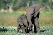 African elephant calves playing calf,calves,playful,meadow,friends,young,juvenile,juveniles,baby,babies,shallow focus,graze,grazers,mastodon,mastodons,elephant,elephants,trunk,trunks,herbivores,herbivore,vertebrate,mammal,mammals,te