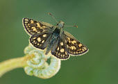 Chequered skipper perching with wings open butterfly,butterflies,flower,flowers,pollinator,pollinators,UK,United Kingdom,Great Britain,British species,portrait,wings,wing,antennae,antenna,thorax,abdomen,Chequered skipper,Carterocephalus palaem