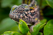 Close up of a jewel chameleon creeping through a tree chameleon,pattern,crypsis,skin,pigment,pigmentation,colourful,scales,scaly,close up,macro,eye,eyes,face,leaves,arboreal,reptile,reptiles,shallow focus,tropical,colour,lizards,lizard,Jewel chameleon,Fu
