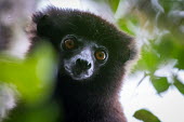 Face of a Milne-Edwards' sifaka sifaka,lemur,lemurs,primate,primates,Africa,Madagascar,tropical,rainforest,forest,eyes,face,close up,fur,cute,arboreal,Milne-Edwards' sifaka,Propithecus edwardsi,Indridae,Chordates,Chordata,Primates,M