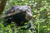 A Sri Lankan sloth bear in the forest Sri Lankan sloth bear,sloth bear,bear,bears,Melursus ursinus inornatus,face,forest,fur,Asia,Sri Lanka,green,vegetation,leaves,Sloth bear,Melursus ursinus,Chordates,Chordata,Mammalia,Mammals,Carnivores