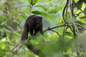 A red-bellied lemur in the canopy lemur,lemurs,primate,primates,Africa,Madagascar,tropical,tree,rainforest,eyes,arboreal,shallow focus,cute,forest,face,alert,Red-bellied lemur,Eulemur rubriventer,Primates,Mammalia,Mammals,Lemuridae,Ch