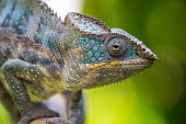 Close up of a panther chameleon chameleon,pattern,crypsis,skin,pigment,pigmentation,colourful,scales,scaly,close up,macro,eye,eyes,face,leaves,arboreal,reptile,reptiles,shallow focus,tropical,colour,negative space,turquoise,teal,gre