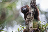 An alert red-bellied lemur clinging to a tree trunk lemur,lemurs,primate,primates,Africa,Madagascar,tropical,tree,rainforest,eyes,arboreal,shallow focus,climb,climbing,forest,face,alert,Red-bellied lemur,Eulemur rubriventer,Primates,Mammalia,Mammals,Le