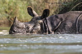 Indian rhinoceros half submerged in the water rhinos,rhino,horn,horns,herbivores,herbivore,vertebrate,mammal,mammals,terrestrial,India,Indian,streams and rivers,river,ears,bath,swimming,swim,Indian rhinoceros,Rhinoceros unicornis,Rhinocerous,Rhin