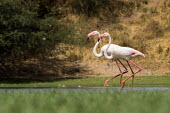 Pair of greater flamingo flamingo,flamingos,pink,legs,neck,bird,birds,birdlife,avian,aves,bill,plumage,waders,wetland,pond,ponds and lakes,walking,colourful,Greater flamingo,Phoenicopterus roseus,Ciconiiformes,Herons Ibises S