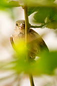 House sparrow spotted in foliage bird,birds,birdlife,avian,aves,bill,plumage,perching,perch,shallow focus,close up,foliage,House sparrow,Passer domesticus,Ploceidae,Weavers,Aves,Birds,Old World Sparrows,Passeridae,Perching Birds,Pass