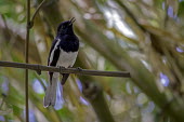 Male oriental magpie-robin perching on a branch Animalia,Chordata,Aves,Passeriformes,Muscicapidae,Copsychus saularis,Oriental Magpie-robin,magpie robin,male,perching,Oriental magpie-robin