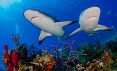 Two Caribbean reef sharkÂswim over a colourful coral reef shark,sharks,sharks and rays,elasmobranch,elasmobranchs,elasmobranchii,predator,marine,marine life,sea,sea life,ocean,oceans,water,underwater,aquatic,swimming,reef,reef life,coral reef,fish,Caribbean