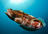 Close up of broadclub cuttlefish swimming in open water Animalia,Mollusca,Cephalopoda,Sepioloida,Sepiidae,Sepia latimanus,Broadclub cuttlefish,Cephalopod,marine,marine life,sea,sea life,ocean,oceans,water,underwater,aquatic,tentacles,eye,eyes,pupil,pattern