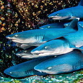 A group of whitetip reef sharks resting tegether whitetip,white tip reef shark reef shark,school,gam,herd,group,shark,sharks,sharks and rays,elasmobranch,elasmobranchs,elasmobranchii,predator,marine,marine life,sea,sea life,ocean,oceans,water,underw