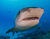 A close up of a tiger shark crusing the reef shark,sharks,sharks and rays,elasmobranch,elasmobranchs,elasmobranchii,predator,marine,marine life,sea,sea life,ocean,oceans,water,underwater,aquatic,swimming,teeth,snout,mouth,Ampullae of Lorenzini,e