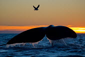 The tail fluke of a southern right whale breaking at sunset, gull flying overhead whale,whales,southern whale,whales and dolphins,cetacean,cetaceans,fins,marine mammal,marine mammals,aquatic mammals,aquatic mammal,fluke,tail fluke,fin,tail fin,silhoutte,sunset,dusk,horizon,landscap
