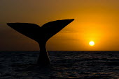The tail fluke of a southern right whale breaking the surface at sunset whale,whales,southern whale,whales and dolphins,cetacean,cetaceans,fins,marine mammal,marine mammals,aquatic mammals,aquatic mammal,fluke,tail fluke,fin,tail fin,silhoutte,sunset,dusk,horizon,landscap