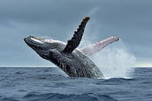 A humpback whale breaching breach,breaching,surface,behaviour,leap,jump,leaping,jumping,whale,whales,humpback whale,humpback,whales and dolphins,cetacean,cetaceans,marine mammal,marine mammals,aquatic mammals,aquatic mammal,mar
