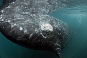 Close up of a southern right whale whale,whales,southern whale,whales and dolphins,cetacean,cetaceans,marine mammal,marine mammals,aquatic mammals,aquatic mammal,eye,eyes,close up,big,marine,marine life,sea,sea life,ocean,oceans,water,