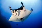 Giant manta ray swims overhead manta,manta ray,ray,rays,sharks and rays,elasmobranch,elasmobranchs,elasmobranchii,wings,marine,marine life,sea,sea life,ocean,oceans,water,underwater,aquatic,gills,gill,filter feeder,belly,female,rem