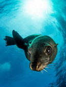 Brown fur seal looks inquistively at the camera seal,fur seal,Afro-Australian fur seal,Cape fur seal,South African fur seal,marine,marine life,sea,sea life,ocean,oceans,water,underwater,aquatic,marine mammal,marine mammals,aquatic mammals,aquatic m