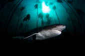 Broadnose sevengill shark patrolling the kelp forest sevengill shark,seven gill,shark,sharks,sharks and rays,elasmobranch,elasmobranchs,elasmobranchii,predator,marine,marine life,sea,sea life,ocean,oceans,water,underwater,aquatic,swimming,kelp,kelp fore