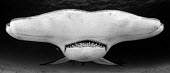 Close up of a great hammerhead in black and white, head on hammerhead,hammerhead shark,shark,sharks,sharks and rays,elasmobranch,elasmobranchs,elasmobranchii,predator,teeth,snout,mouth,marine,marine life,sea,sea life,ocean,oceans,water,underwater,aquatic,fin,