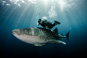 A SCUBA diver swims closely over a whale shark shark,sharks,sharks and rays,elasmobranch,elasmobranchs,elasmobranchii,marine,marine life,sea,sea life,ocean,oceans,water,underwater,aquatic,fish,giant,big,tourism,ecotourism,interaction,humans,people