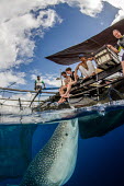 Whale shark visits a fishing boat for spare catch shark,sharks,sharks and rays,elasmobranch,elasmobranchs,elasmobranchii,marine,marine life,sea,sea life,ocean,oceans,water,underwater,aquatic,fish,giant,big,feeding,tourism,ecotourism,interaction,human