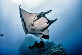 Giant manta ray swims over a SCUBA diver releasing bubbles manta,manta ray,ray,rays,sharks and rays,elasmobranch,elasmobranchs,elasmobranchii,wings,marine,marine life,sea,sea life,ocean,oceans,water,underwater,aquatic,gills,gill,filter feeder,belly,female,SCU