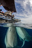 Whale shark visit a fishing boat for spare catch shark,sharks,sharks and rays,elasmobranch,elasmobranchs,elasmobranchii,marine,marine life,sea,sea life,ocean,oceans,water,underwater,aquatic,fish,giant,big,feeding,interaction,humans,people,Whale shar